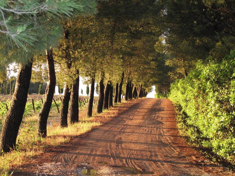 Agriturismo Colleverde Selvatelle Kültér fotó